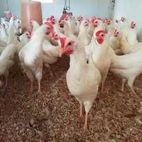 Pintos e galinhas para venda
