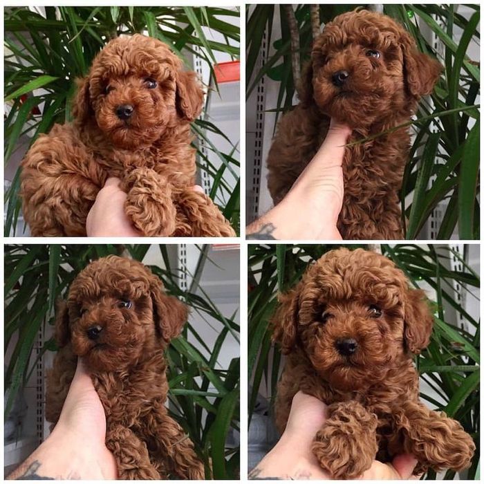 Той-пудель, которого вы искали