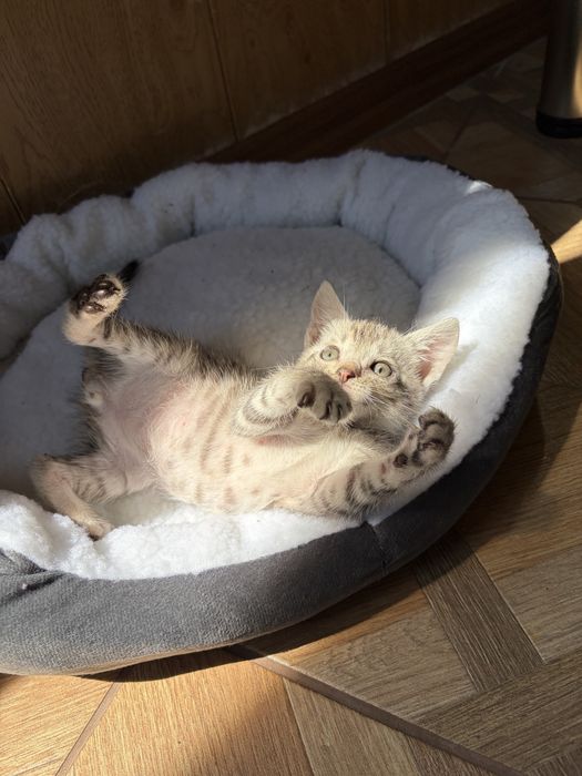 Кошенята шукають дім, котята, кошеня