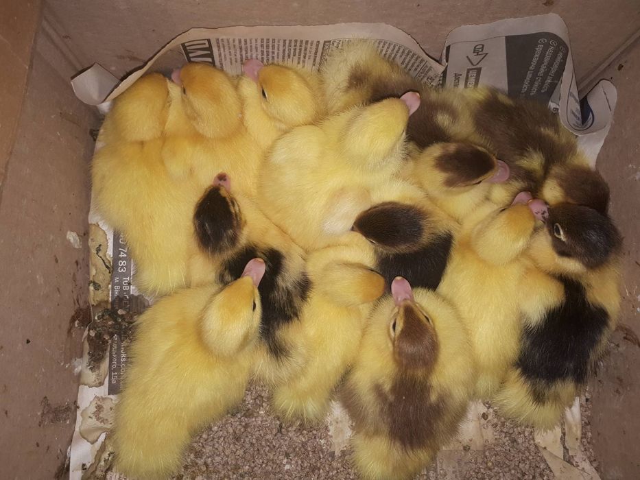 Продам індокаченят