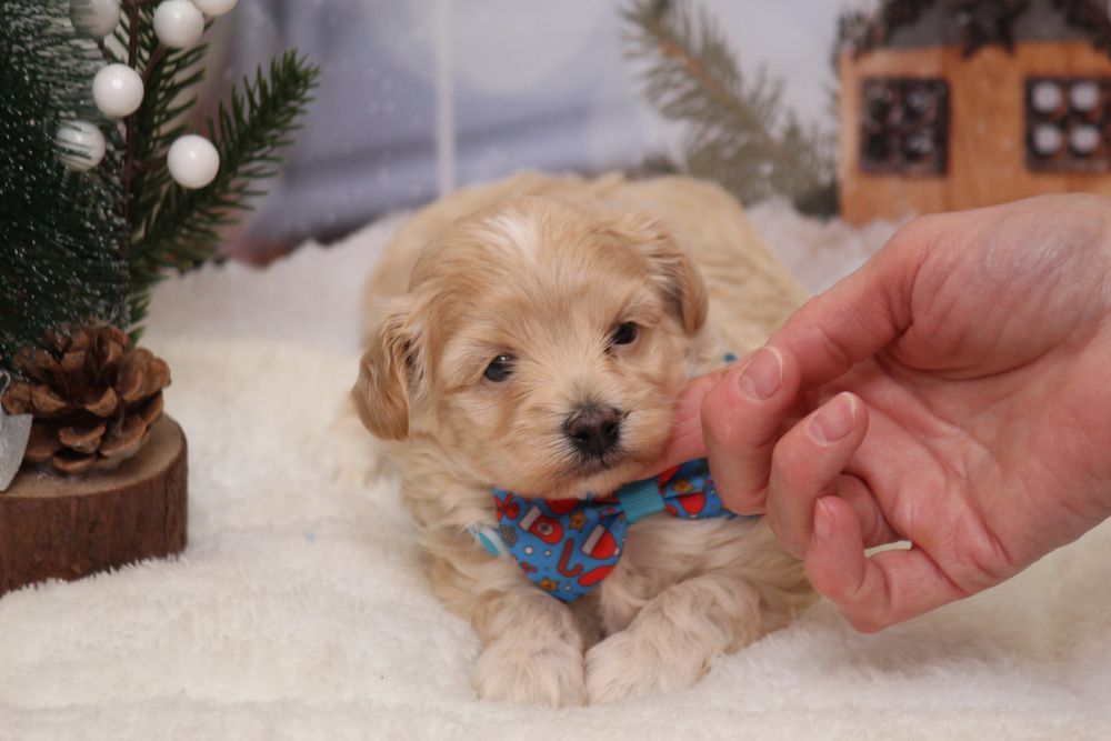 Лучший друг ,мальтипу ф1 мальчик на бронь