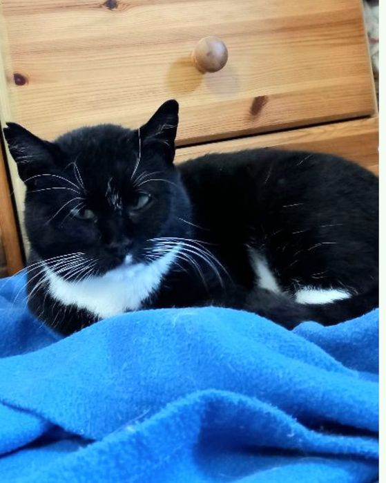 Kotka Kropka szuka swojego domku na zawsze