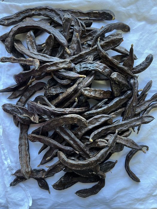 Alfarroba colheita 2025