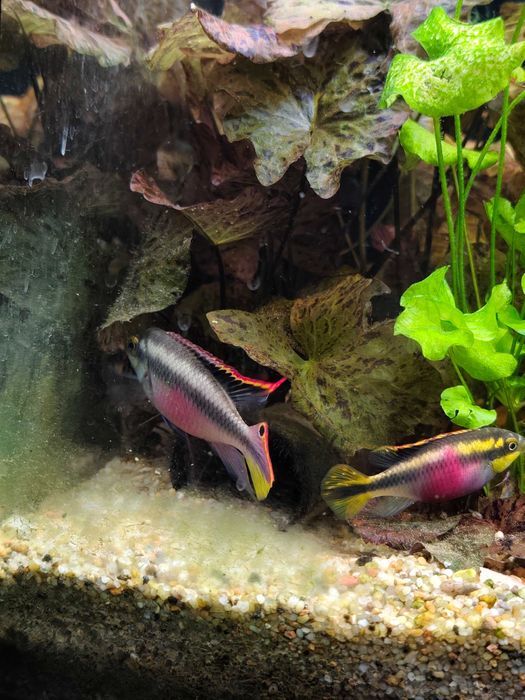 Barwniaki czerwonobrzuche