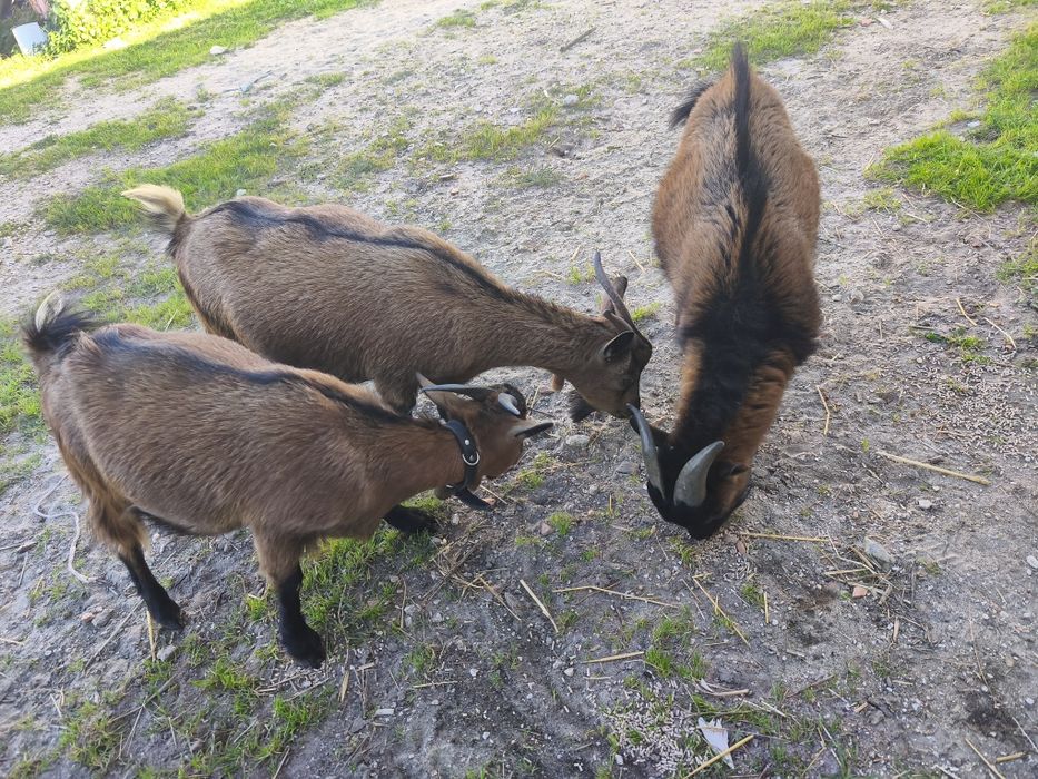 Cabraa anaãs para venda