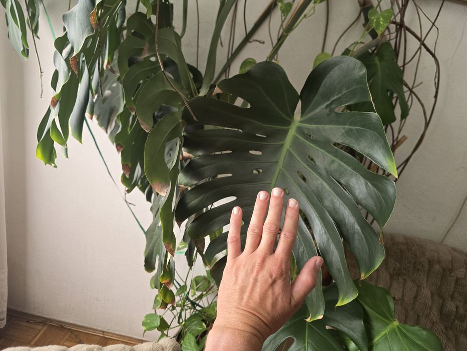 Filodendron monstera liście