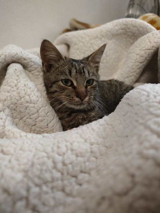 Котик маленький в добрі руки. ТЕРМІНОВО!!!