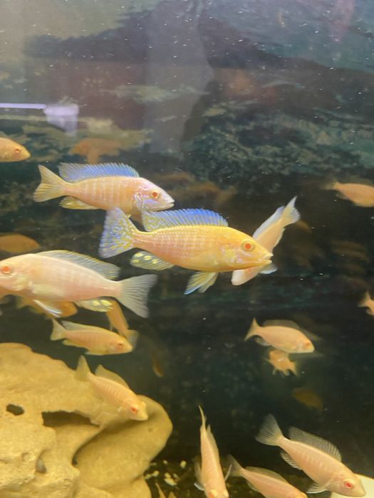 Цихліди . Малаві .