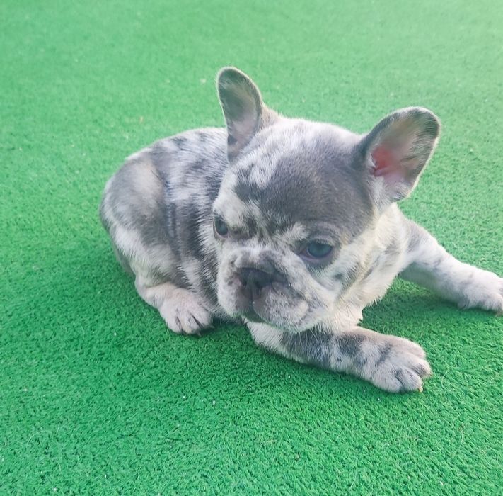 Bulldog francês fêmea blue Merle
