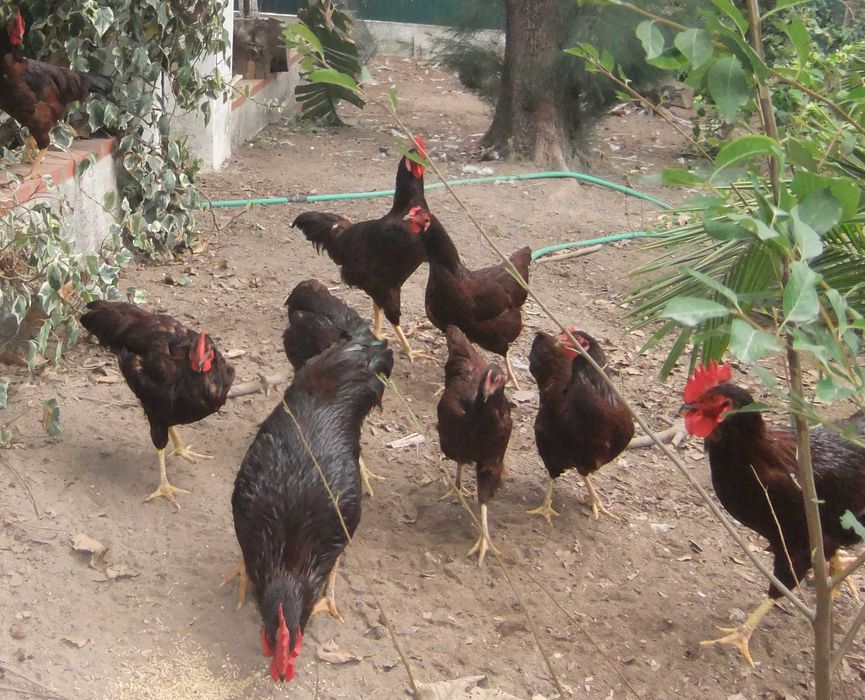 vendo frangos raça Rhode Island Red