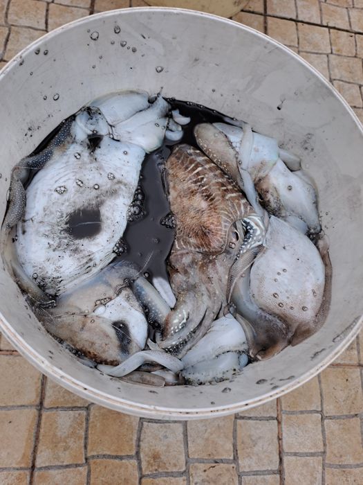 Pesca desportiva, embarcada.