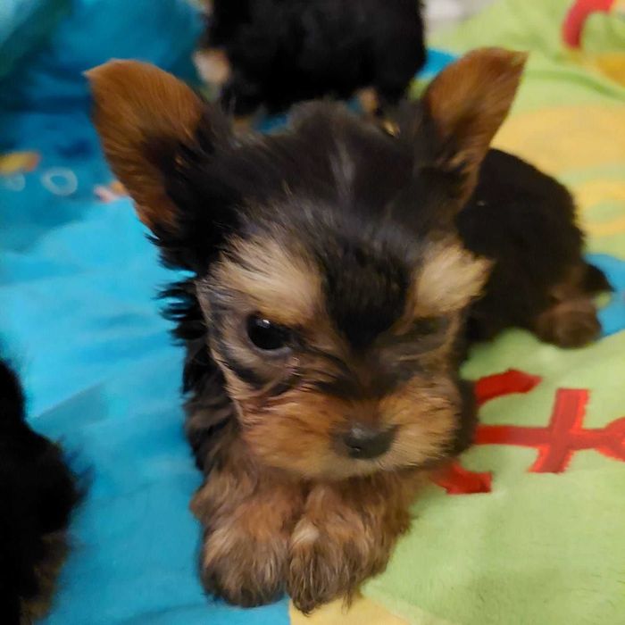 Yorkshire terrier xs cudowny maleńki chłopiec