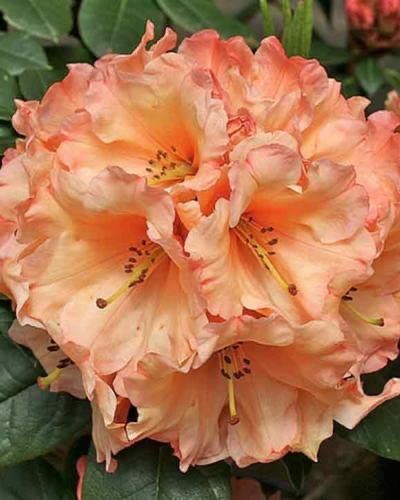 Рододендрон Tortoiseshell orange