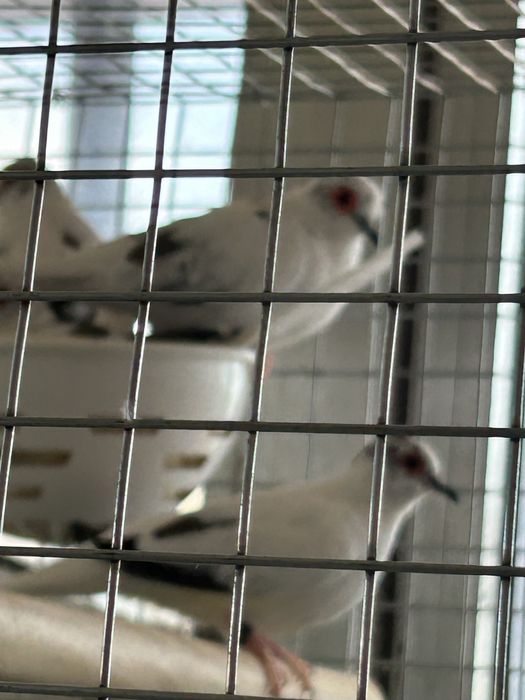 Rolas diamantes malhadas e normais