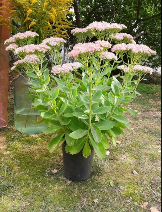 Продам излишки Очиток видный очиток высокий розовый многолетний