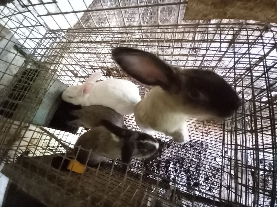 Coelhos caseiros