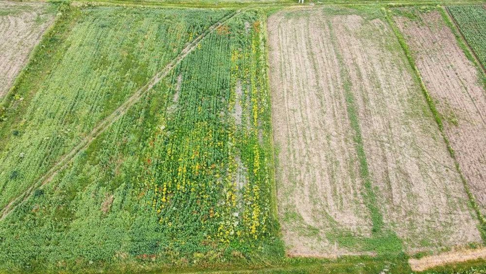 Продаж земельної ділянки 12 соток Підлужжя, сг, природа, світло