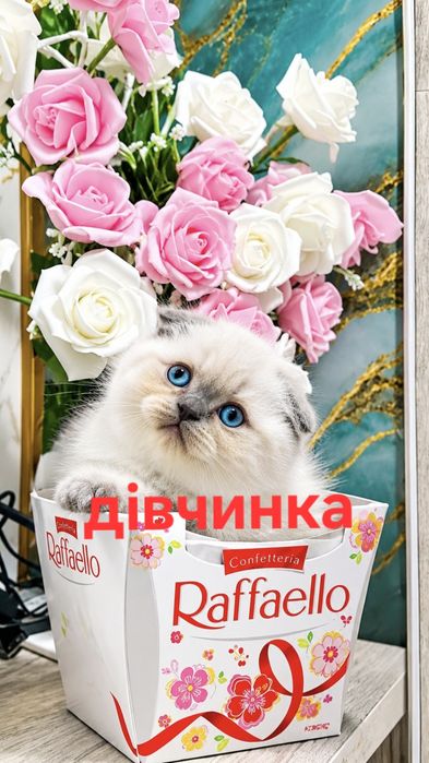 Висловухе кошеня