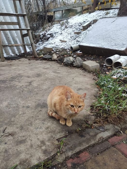 Отдам рыжего котенка, девочка, 7 месяцев