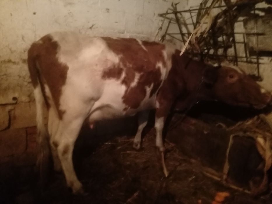 Продам добру корову