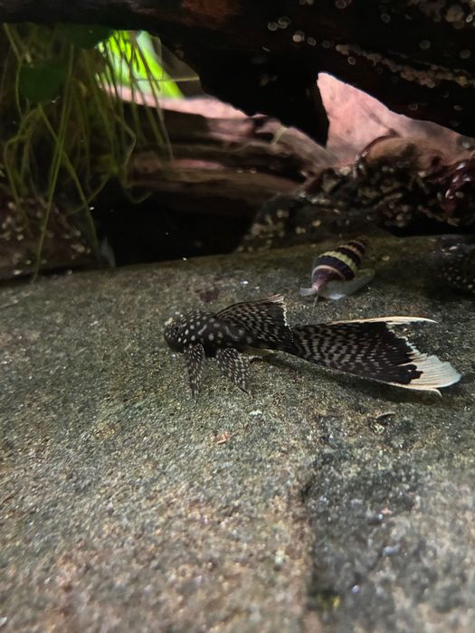 Peixe ancistrus juvenis