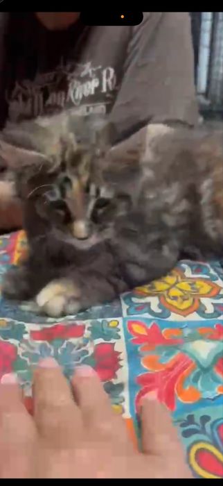 Menina maine coon disponivel para entrega imediata.