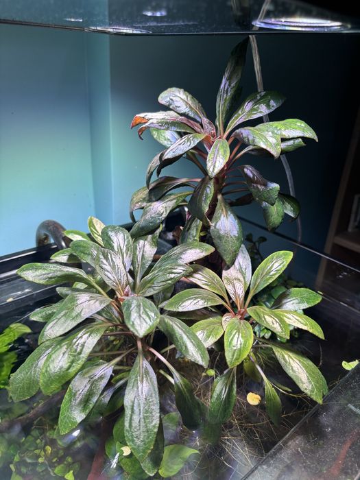 Lobelia - roślina akwariowa