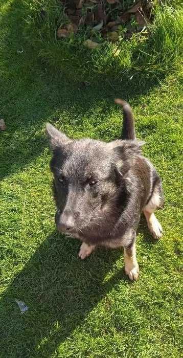 Вівчарка, віддам задарма