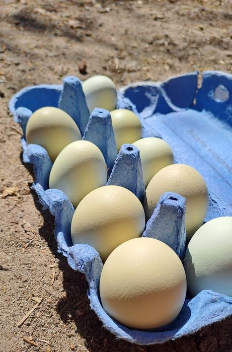 Sprzedam oliwkowe jaja od kury Araucana