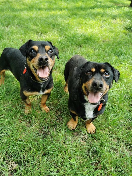 Rambuś i Neruś malutkie pieski trafiły do schroniska..