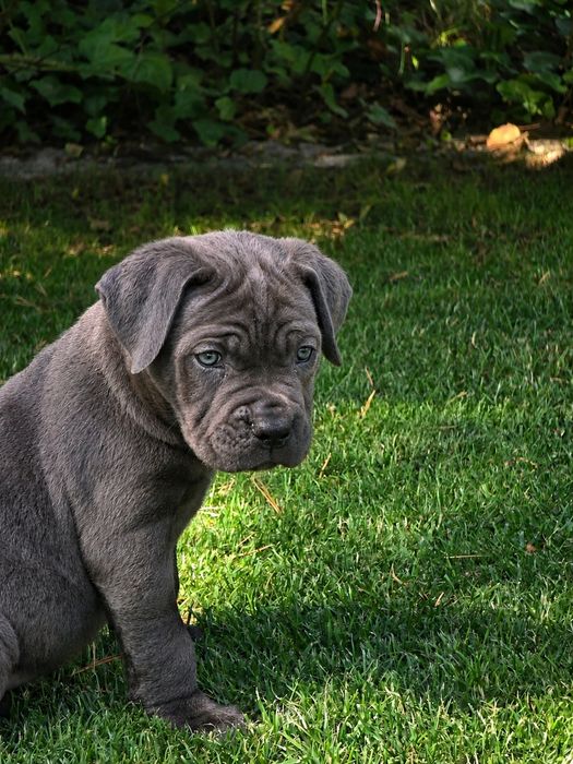 Cane Corso  suczka