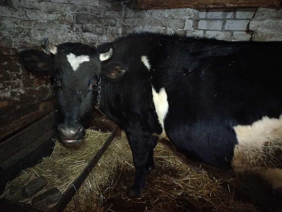 Продам телят та корову