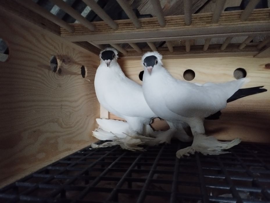 Sprzedam gołębie ozdobne 4 pary