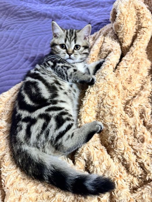 Шотландські кошенята