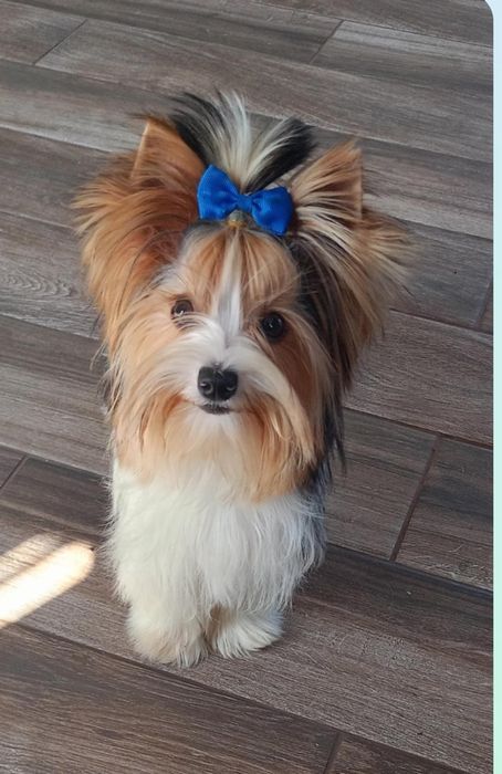 Dorosły piesek Biewer