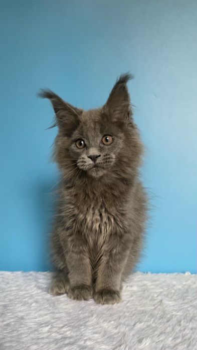 Мейн кун девочка, голубой солид