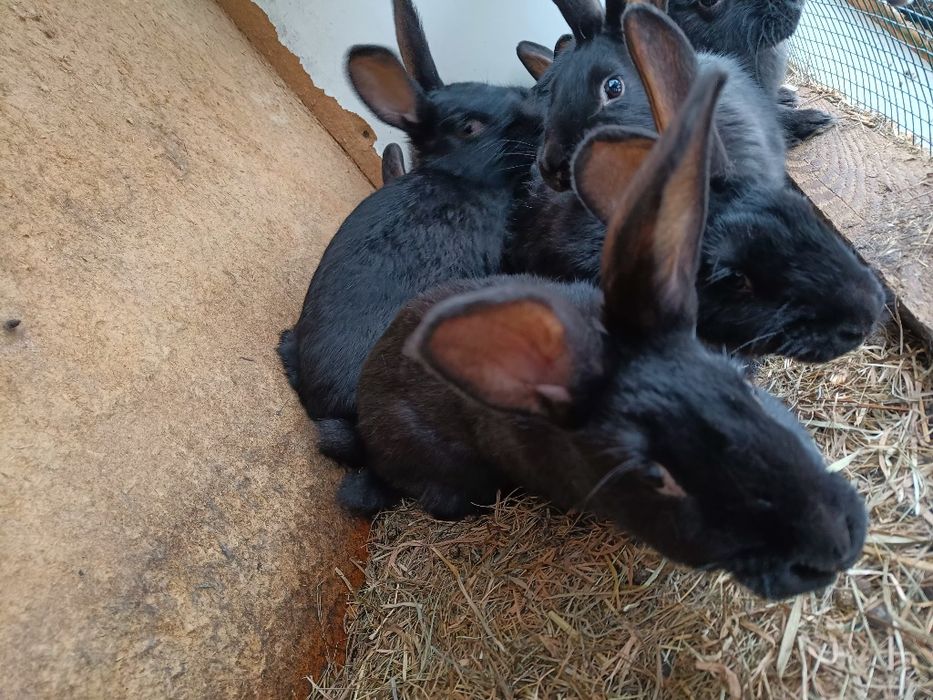 Króliki młode odsadki po dużych rodzicach