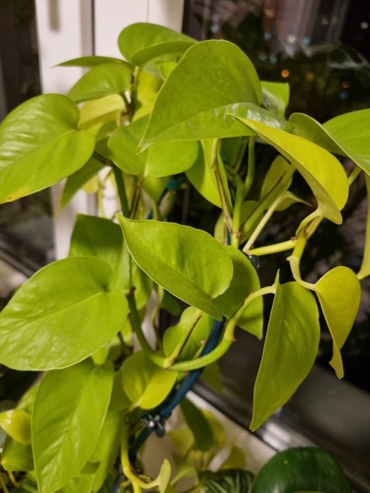 Сциндапсус Піктус требі, Мунлайт, Хеппі Ліф, епіпремнум Лайм, монстера