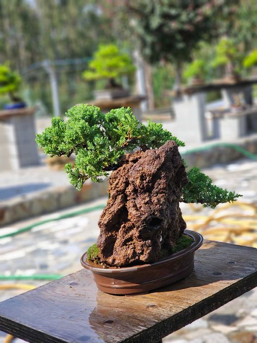 Bonsai juniperus procumbens