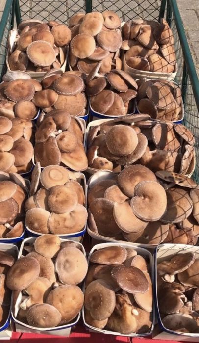 Cogumelos shitake biológicos