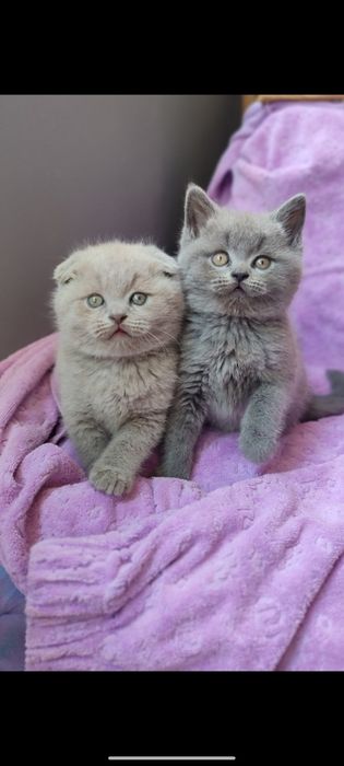 Шотландские котята разные окрасы