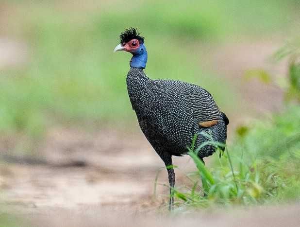 Íbis-Eremita, Gallus Sonneratii e Guttera Pucherani