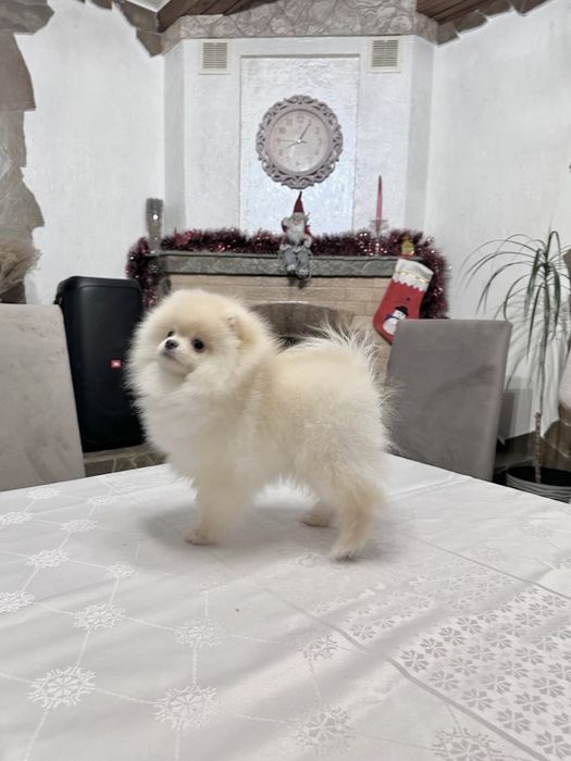 Померанський шпіц. Хлопчик. Документи.