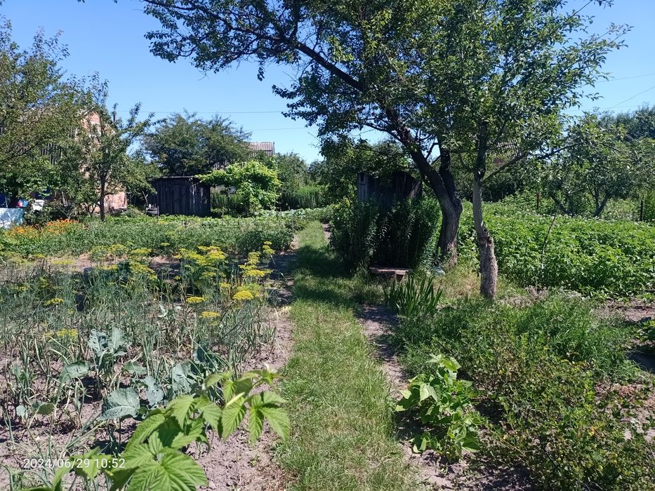 Дачна    ділянка