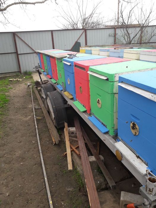 Продам кочову пасіку.