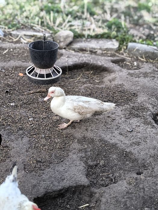 Kaczuszki piżmowe   65 zł