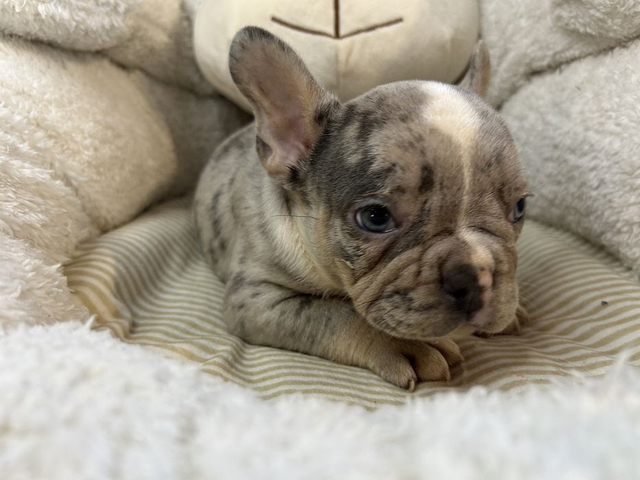 Piesek bulgog francuski blue merle.