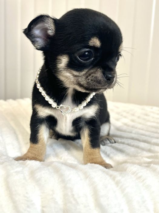 Chihuahua femea Pelo Curto
