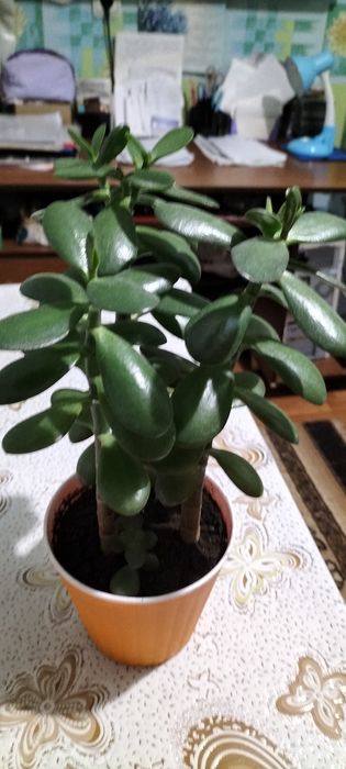 Грошове дерево продам