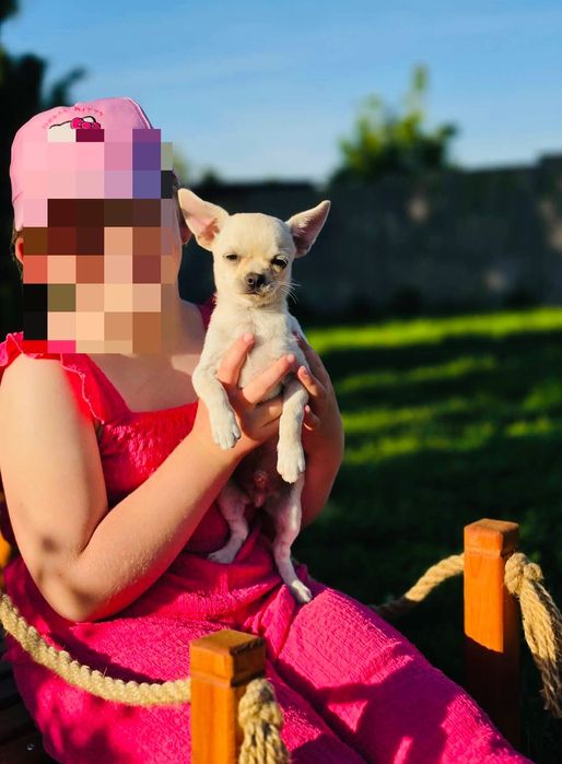 Chihuahua samiec gotowy do odbioru